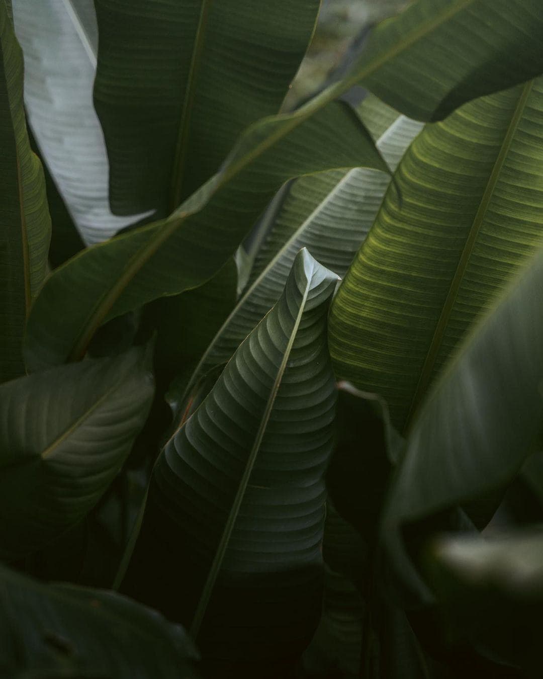 Selva Maya · Terrenos